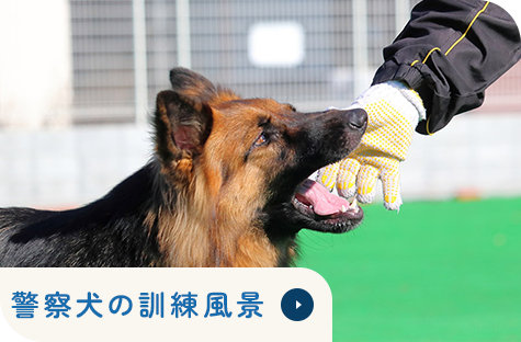 警察犬の訓練風景