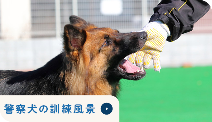 警察犬の訓練風景